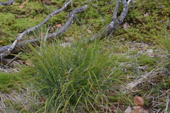 Carex heleonastes