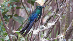 Pterophanes cyanopterus