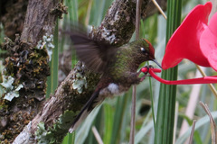 Chalcostigma herrani