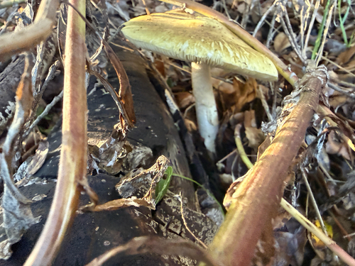 iNaturalist observation photo of Deathcap