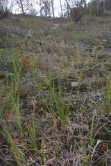 Carex heleonastes