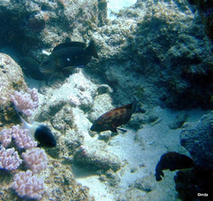 Epinephelidae