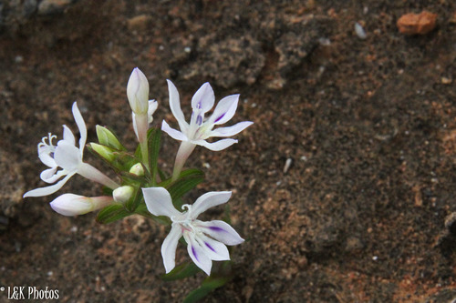 Lapeirousia angustifolia