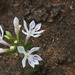 Lapeirousia angustifolia - Photo Sem direitos reservados, uploaded by lallen