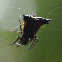 Micrathena triangularis