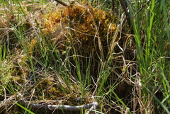 Carex heleonastes