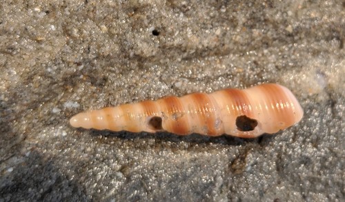 Turritella ungulina observed 2020-01-26