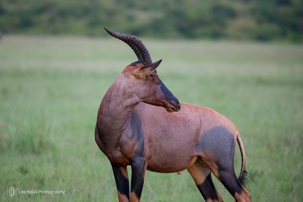 Damaliscus lunatus jimela, Narok, KE, by leekelai
