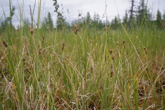 Carex heleonastes