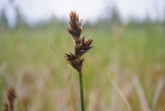 Carex heleonastes