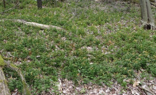flat-branched tree-clubmoss