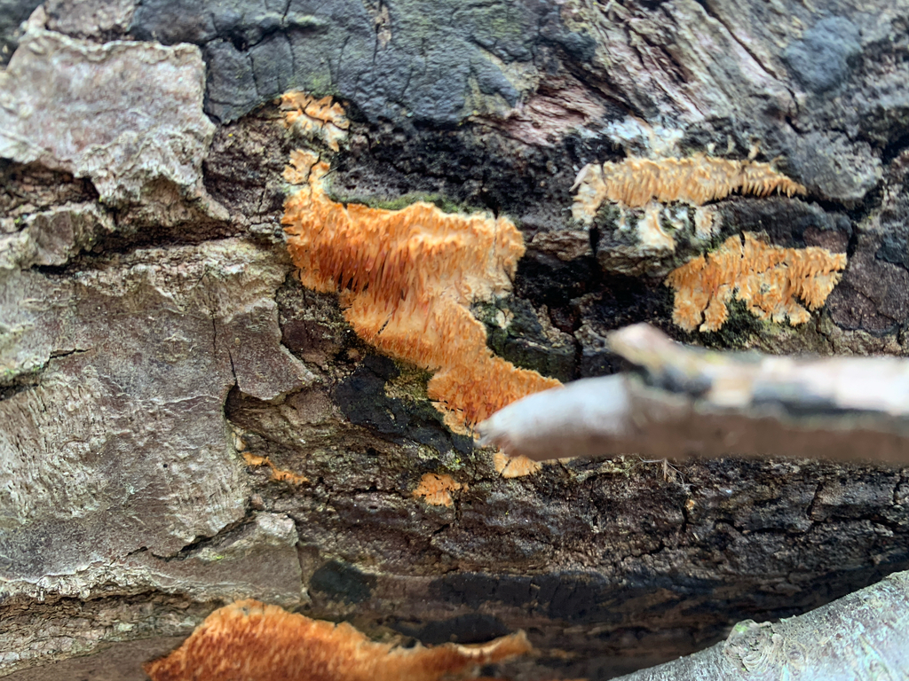 Radulomyces copelandii · December 2025 · photo: © shanzeyoell (iNaturalist, cc-by)