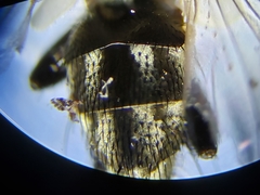 Sarcofahrtiopsis paterna