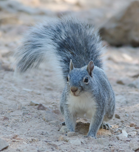 Arizona Gray Squirrel