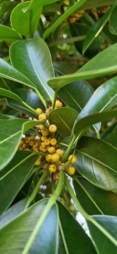 Ficus mathewsii