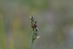 Carex holostoma