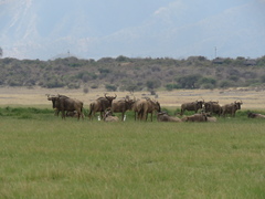 Connochaetes taurinus albojubatus