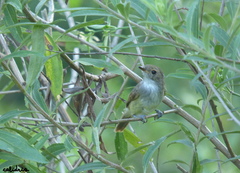 Euscarthmus meloryphus