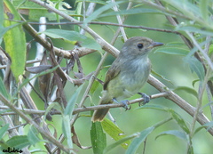 Euscarthmus meloryphus