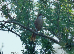 Tarphonomus certhioides