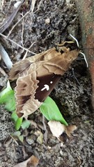 Lophostethus dumolinii