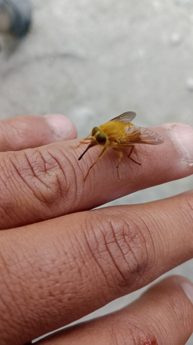 Parosca viridiventris