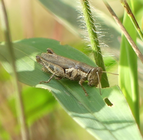 Short-winged Rice Grasshopper