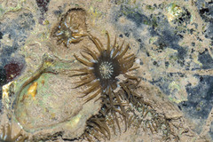 Anthopleura dixoniana
