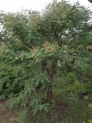 Mimosa benthamii