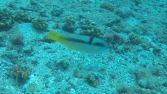 Halichoeres nicholsi