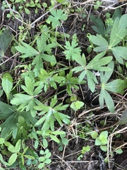 Delphinium carolinianum