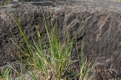 Carex holostoma