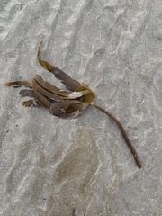 Laminaria hyperborea