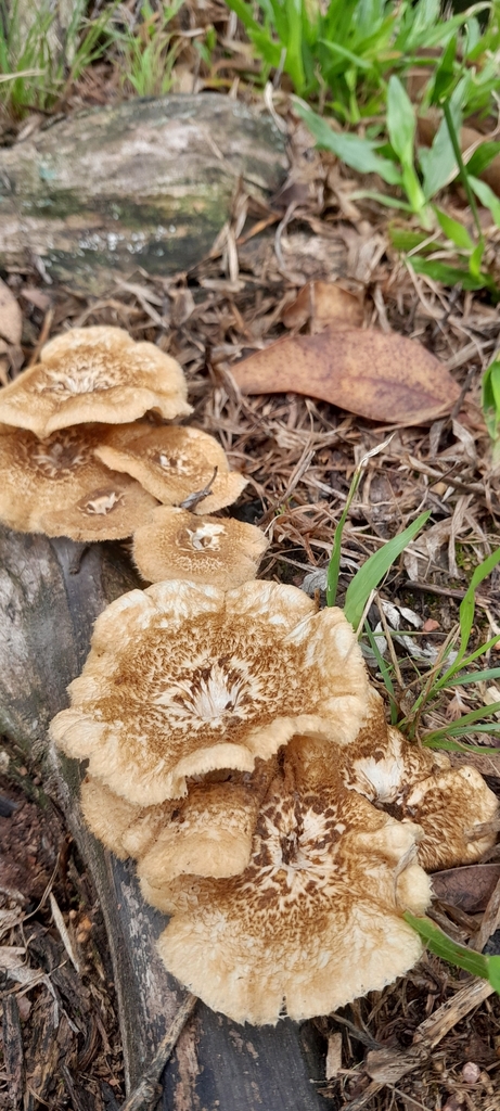 Lentinus crinitus · December 2025 · photo: © rafaperazzolo (iNaturalist, cc-by)