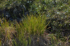 Carex holostoma