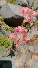 Alstroemeria versicolor, photograph (c) Víctor Sarabia Sánchez, some rights reserved (CC BY)