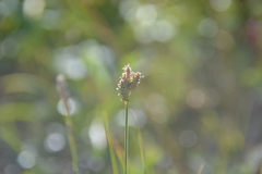 Carex holostoma
