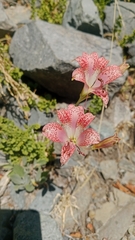 Alstroemeria versicolor, photograph (c) Víctor Sarabia Sánchez, some rights reserved (CC BY)