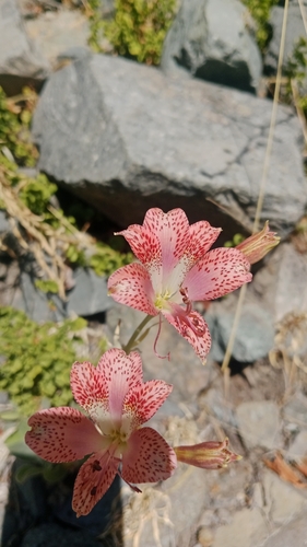 Alstroemeria versicolor, photograph 6