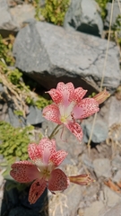 Alstroemeria versicolor, photograph (c) Víctor Sarabia Sánchez, some rights reserved (CC BY)