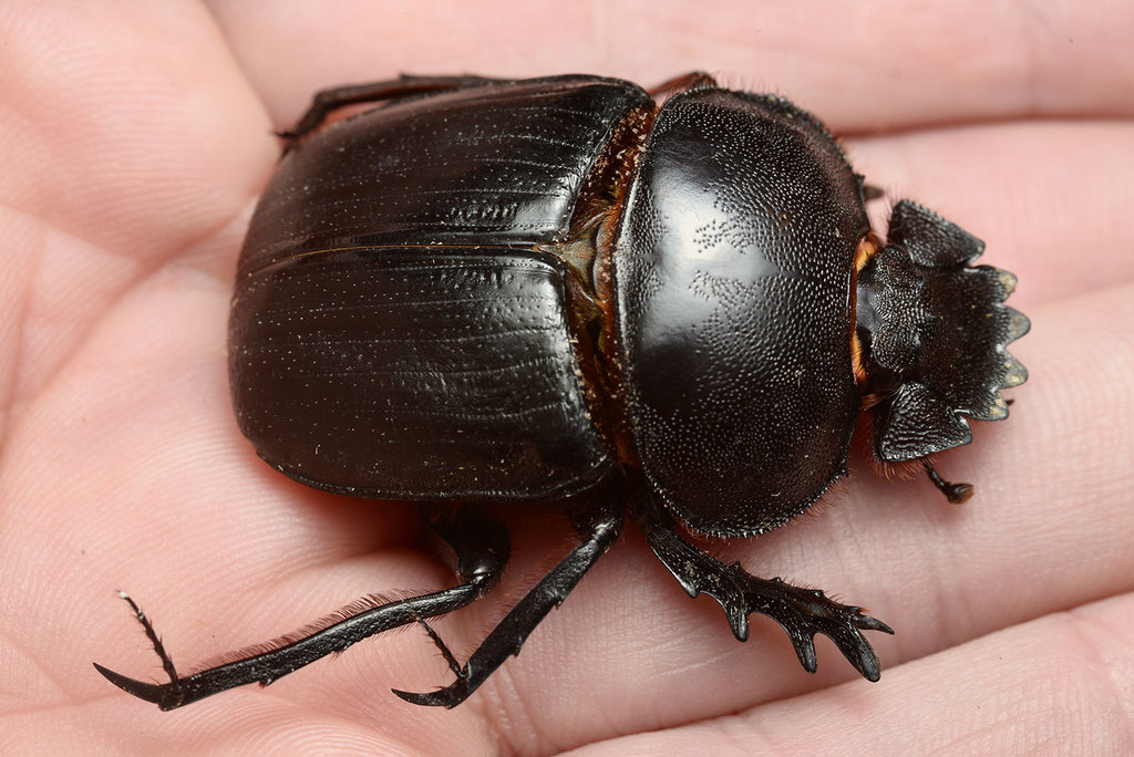 Kheper prodigiosus