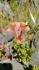 Alstroemeria versicolor