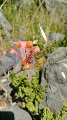 Alstroemeria versicolor, photograph (c) Víctor Sarabia Sánchez, some rights reserved (CC BY)