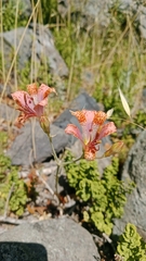 Alstroemeria versicolor, photograph (c) Víctor Sarabia Sánchez, some rights reserved (CC BY)
