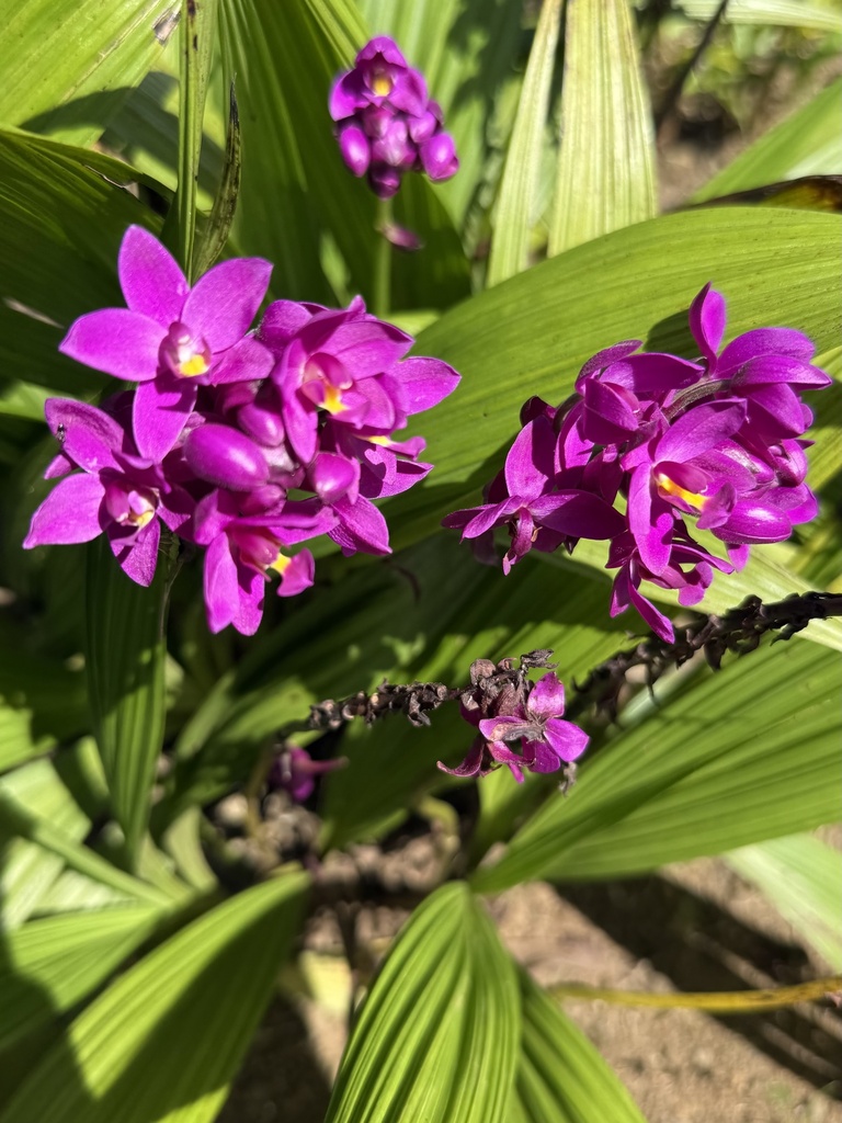 Spathoglottis unguiculata