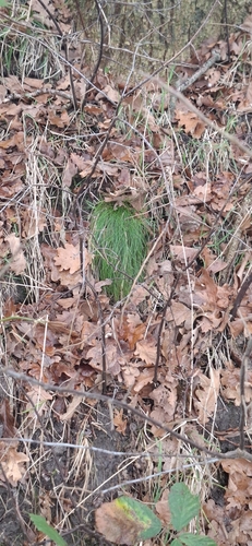 wavy hair-grass (Avenella flexuosa)