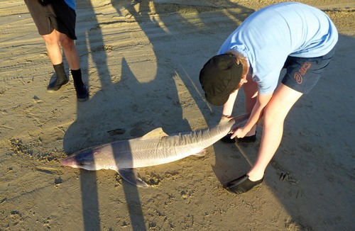 Galeorhinus galeus
