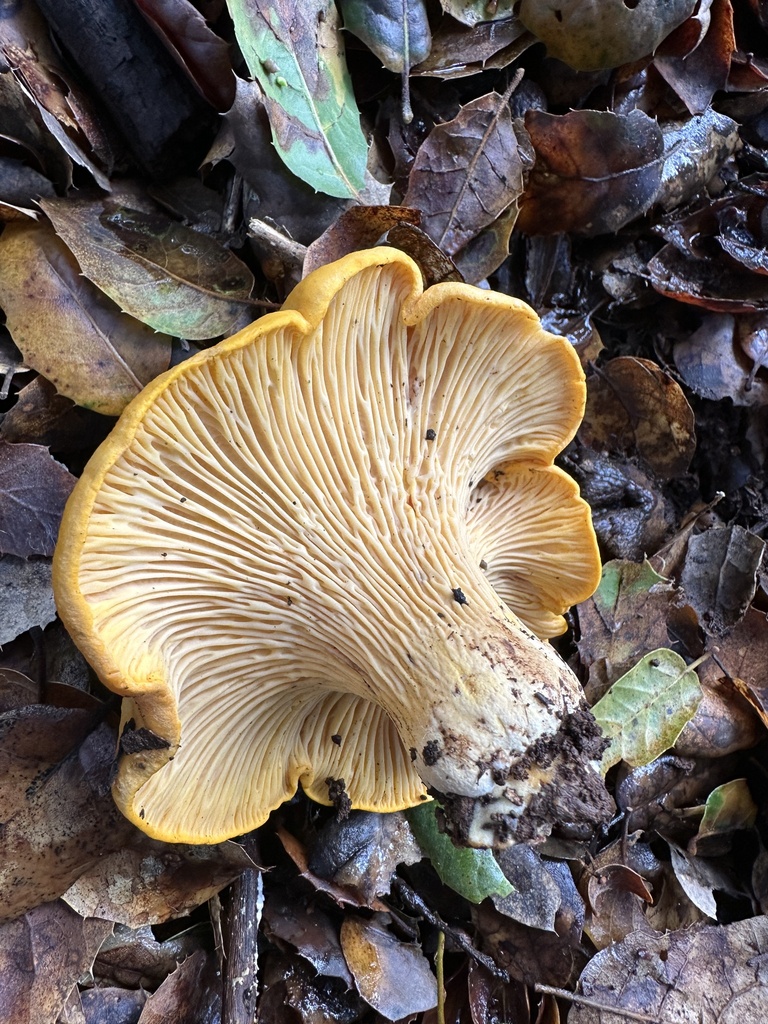 Cantharellus californicus · December 2025 · photo: © ocean_beach_goth (iNaturalist, cc-by)