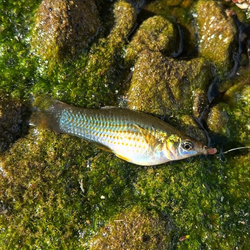 Short-finned molly (Poecilia sphenops) — Poeciliidae — 2