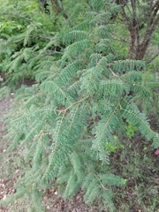 Mimosa benthamii